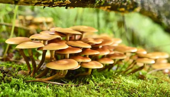 Buy Liberty Cap in the UK and Europe