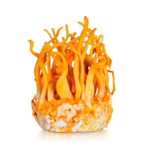 Buy Cordyceps 10ml (Liquid Culture) Grow kit UK