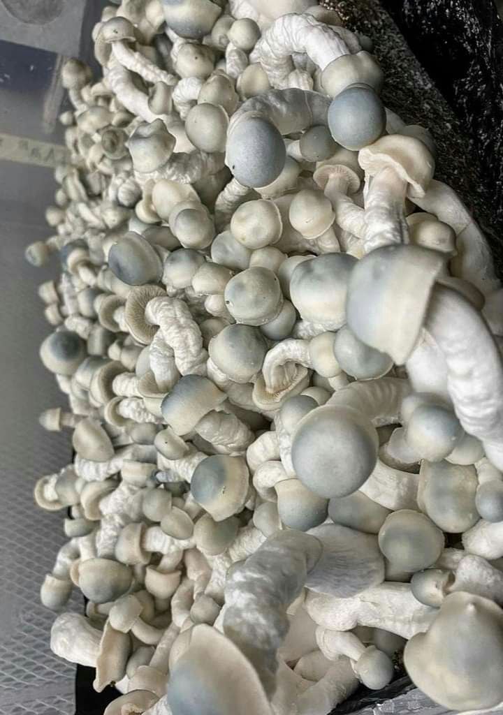 Exploring Psilocybin: Synthetic vs. Organic Magic Mushrooms in the UK and Europe