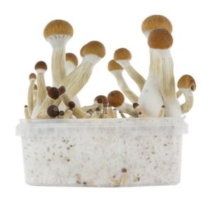 Buy Golden Teacher Grow Kit Online in the UK: Your Complete Guide