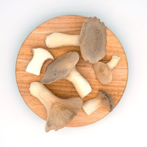Buy King Oyster Mushrooms Online UK
