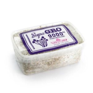 Buy Mexican Mushroom Grow Kit Online UK – Cultivate Healing at Home